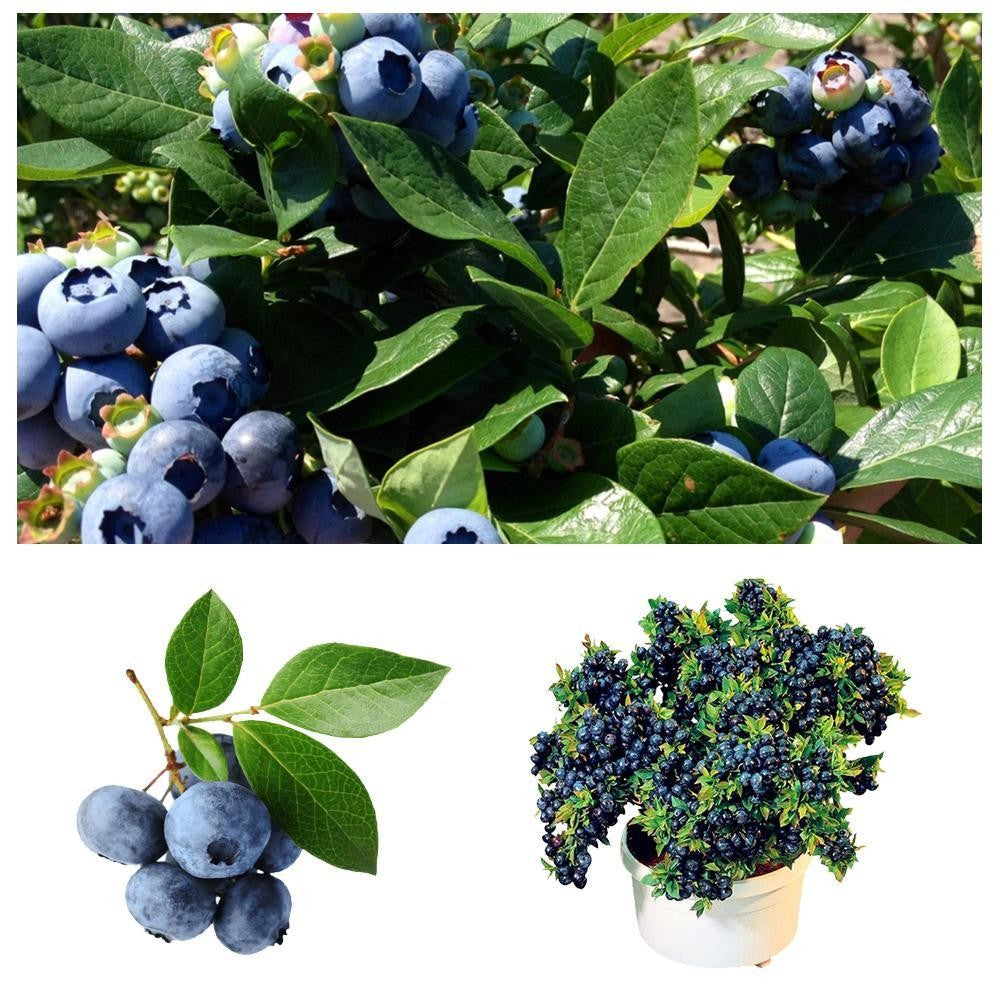 Dwarf Tree