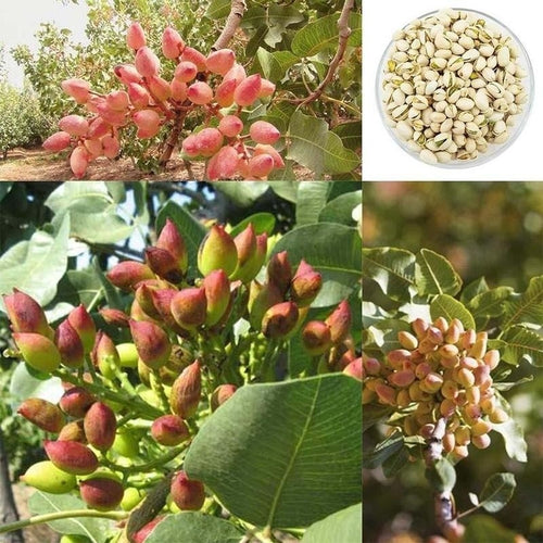 Rare Nut Tree Seeds